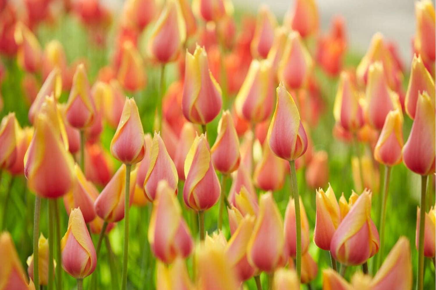 Tulpe 'Blushing Lady' - Tulipaner